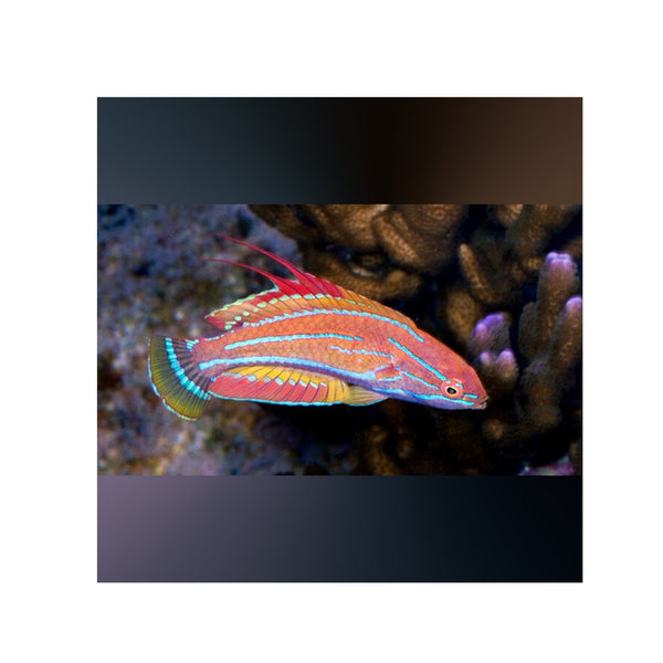 BPK LIVE STOCK Carpenter's Flasher Wrasse - (Paracheilinus carpenteri)