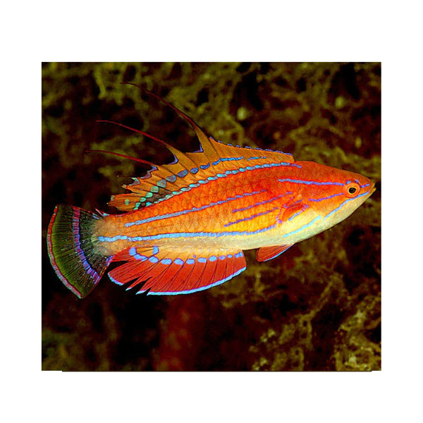 BPK LIVE STOCK Carpenter's Flasher Wrasse - (Paracheilinus carpenteri)