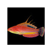 BPK LIVE STOCK Carpenter's Flasher Wrasse - (Paracheilinus carpenteri)