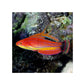 Carpenter's Flasher Wrasse - (Paracheilinus carpenteri)