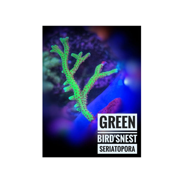 BPK LIVE STOCK Green Bird's Nest Seriatopora