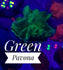 files/bpk-live-stock-green-pavona-40319234900198.jpg