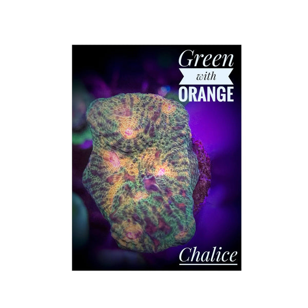 BPK LIVE STOCK Green with Orange Eye Chalice