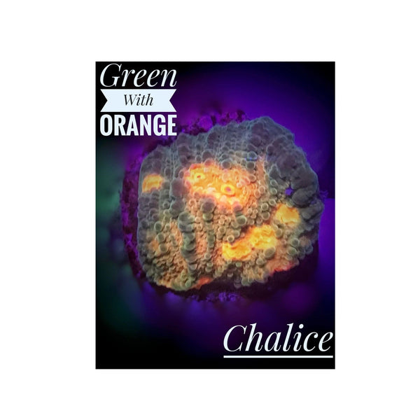 BPK LIVE STOCK Green with Orange Eye Chalice