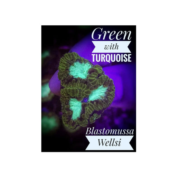BPK LIVE STOCK Green with Turquoise Blastomussa Wellsi