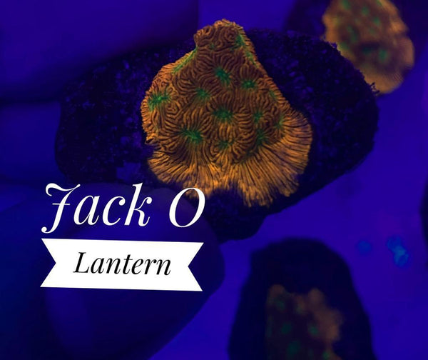 BPK LIVE STOCK Jack - O - Lantern Leptoseris