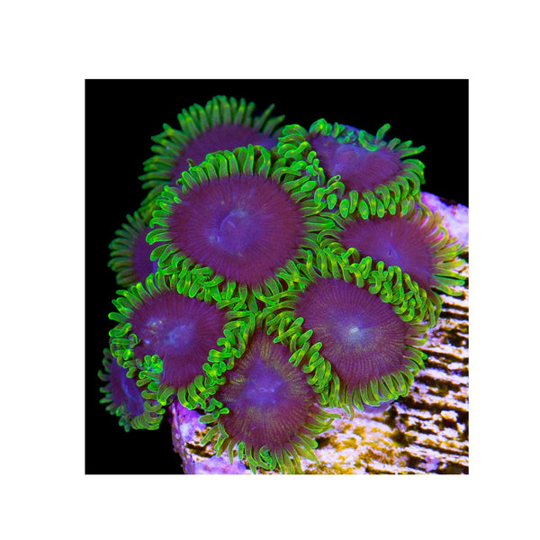 BPK LIVE STOCK Joker Zoanthids