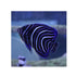 files/bpk-live-stock-koran-angelfish-pomacanthus-semicirculatus-40408419631334.jpg