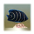 files/bpk-live-stock-koran-angelfish-pomacanthus-semicirculatus-40408419664102.jpg