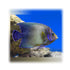 files/bpk-live-stock-koran-angelfish-pomacanthus-semicirculatus-40408511578342.jpg
