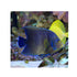 files/bpk-live-stock-koran-angelfish-pomacanthus-semicirculatus-40408511676646.jpg