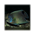 files/bpk-live-stock-koran-angelfish-pomacanthus-semicirculatus-40408513380582.jpg