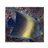 files/bpk-live-stock-koran-angelfish-pomacanthus-semicirculatus-40408513413350.jpg