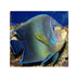 files/bpk-live-stock-koran-angelfish-pomacanthus-semicirculatus-40408513446118.jpg