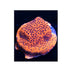 BPK LIVE STOCK Mystic Sunset Montipora