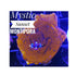 files/bpk-live-stock-mystic-sunset-montipora-40324957536486.jpg