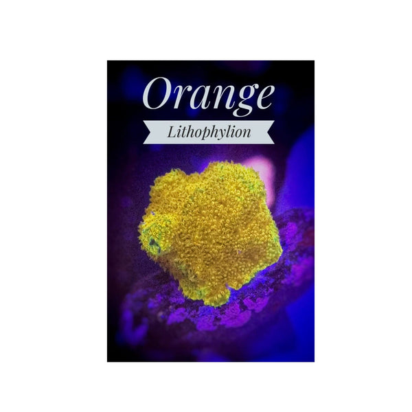 BPK LIVE STOCK Orange Lithophyllon