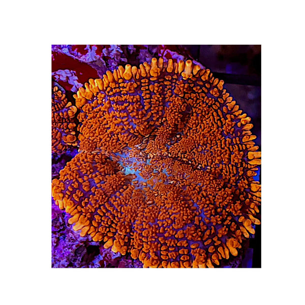 BPK LIVE STOCK Orange Rhodactis Mushroom