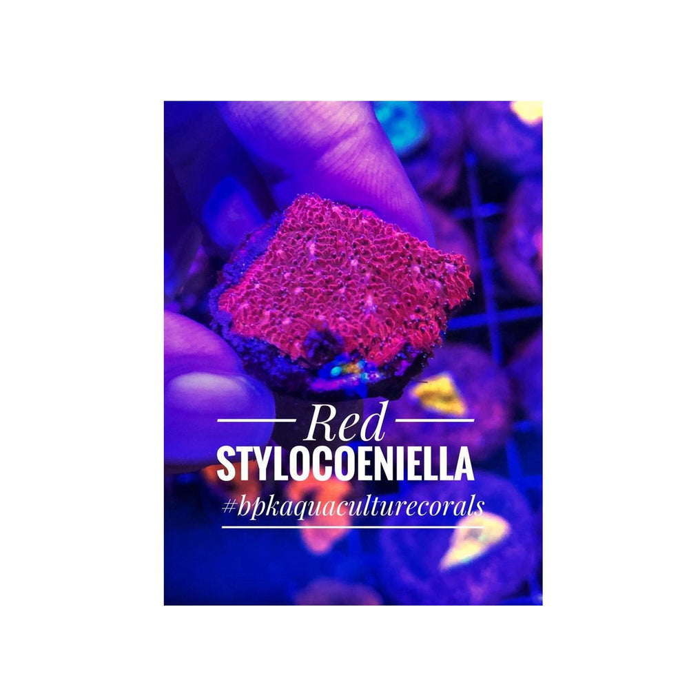 Red Stylocoeniella