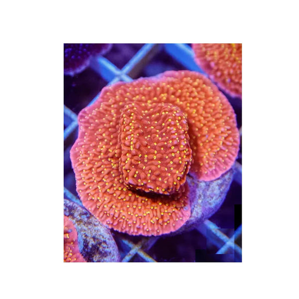 BPK LIVE STOCK Sunburst Montipora