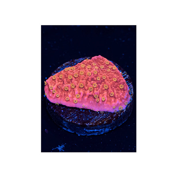 BPK LIVE STOCK Sunburst Montipora