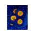 files/bpk-live-stock-sunny-d-zoanthids-1125384457.jpg