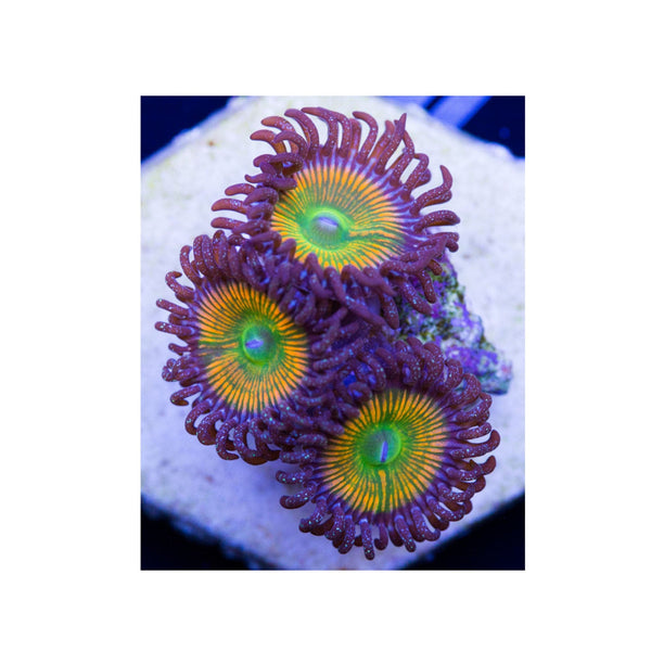 BPK LIVE STOCK Sunny D Zoanthids