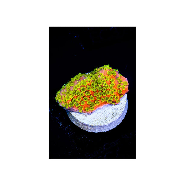 BPK LIVE STOCK Sunset Montipora