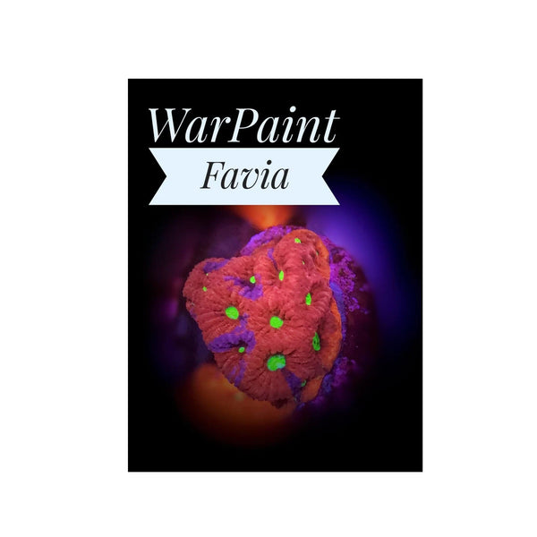 BPK LIVE STOCK War Paint Favia