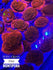 files/bpk-live-stock-wwc-cherry-tree-montipora-40319089508582.jpg