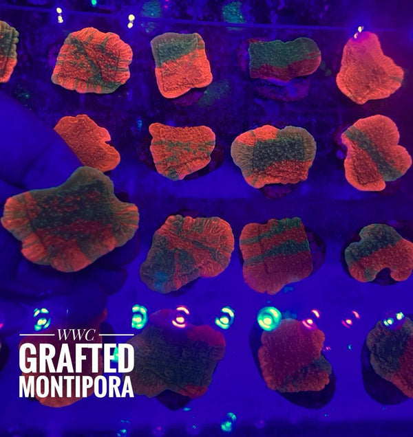 BPK LIVE STOCK WWC - Grafted Montipora
