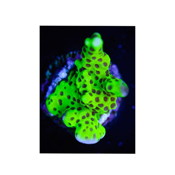 BPK LIVE STOCK WWC - Slimeball Anacropora