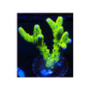 BPK LIVE STOCK WWC - Slimeball Anacropora