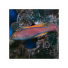 Cains LIVE STOCK Lineatus Fairy Wrasse (Cirrhilabrus lineatus)