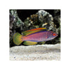 Cains LIVE STOCK Lineatus Fairy Wrasse - (Cirrhilabrus lineatus)