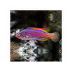 Cains LIVE STOCK Lineatus Fairy Wrasse - (Cirrhilabrus lineatus)