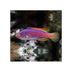 files/cains-live-stock-lineatus-fairy-wrasse-cirrhilabrus-lineatus-40667233747174.jpg