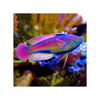 Cains LIVE STOCK Lineatus Fairy Wrasse - (Cirrhilabrus lineatus)