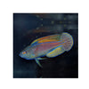 Cains LIVE STOCK Lineatus Fairy Wrasse (Cirrhilabrus lineatus)