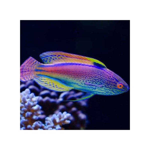 Cains LIVE STOCK Lineatus Fairy Wrasse (Cirrhilabrus lineatus)