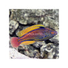 Cains LIVE STOCK Lineatus Fairy Wrasse (Cirrhilabrus lineatus)