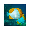 Cains LIVE STOCK Pyramid Butterflyfish - (Hemitaurichthys polylepis)