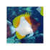 files/cains-live-stock-pyramid-butterflyfish-hemitaurichthys-polylepis-40667387265254.jpg