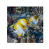 files/cains-live-stock-pyramid-butterflyfish-hemitaurichthys-polylepis-40667387330790.jpg