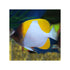 files/cains-live-stock-pyramid-butterflyfish-hemitaurichthys-polylepis-40667387363558.jpg