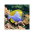 files/cains-live-stock-pyramid-butterflyfish-hemitaurichthys-polylepis-40667387429094.jpg