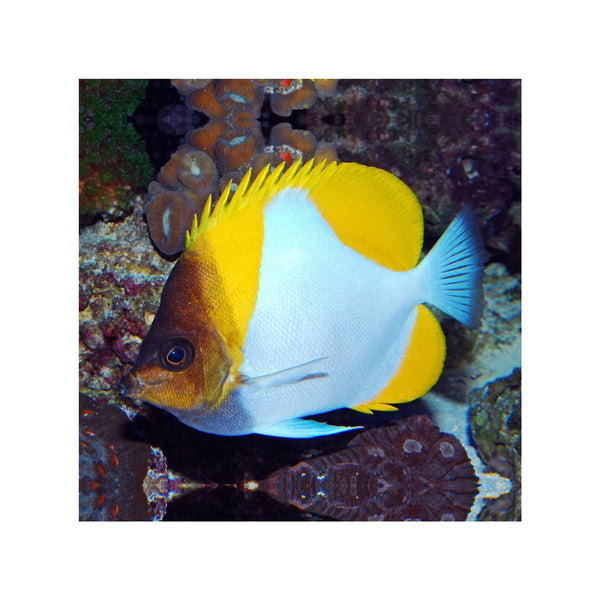 Cains LIVE STOCK Pyramid Butterflyfish - (Hemitaurichthys polylepis)