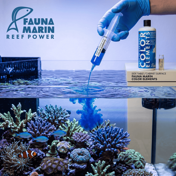 Fauna Marin Aquatics Fauna Marin Color Elements Blue Purple Complex | Shining Blue Corals