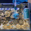 Fauna Marin Aquatics Fauna Marin Dino X | Dinoflagellate & Algae Treatment