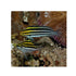 files/indonesia-live-stock-blenny-salarias-fasciatus-striped-rock-blenny-40743277723878.jpg